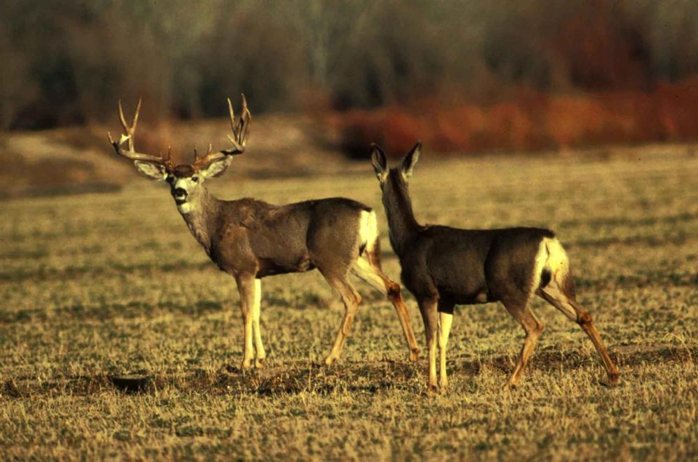 Illinois Archery Deer Season Kicks Off Key Dates and Safety Tips for