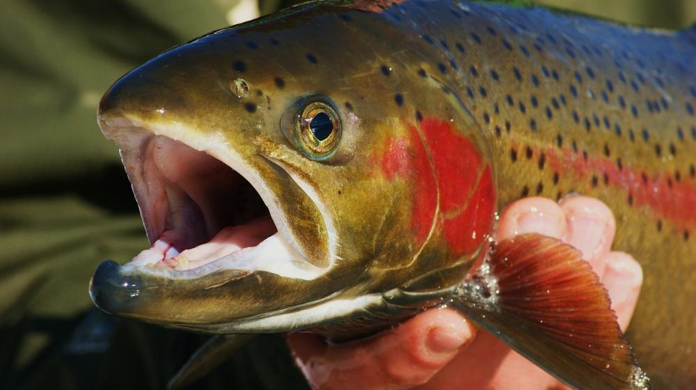 Rainbow trout fishing spring season in Illinois 