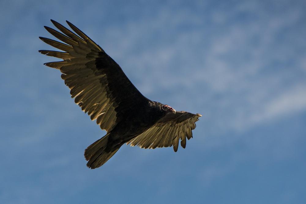 Black Vulture Permits Now Available For Impacted Livestock Farmers in ...