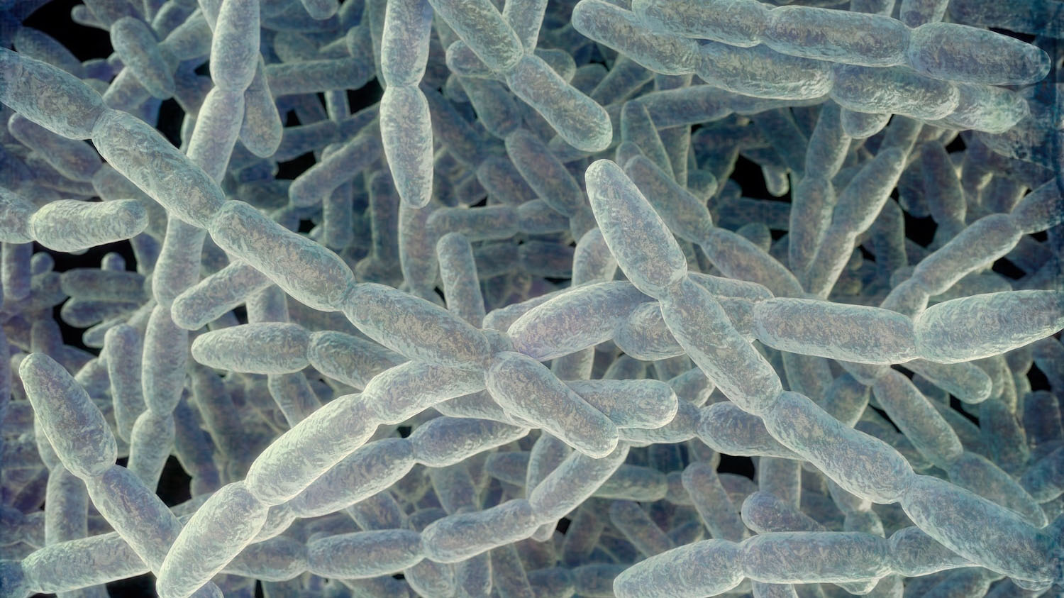 Getty legionellapneumophilabacteria 091126