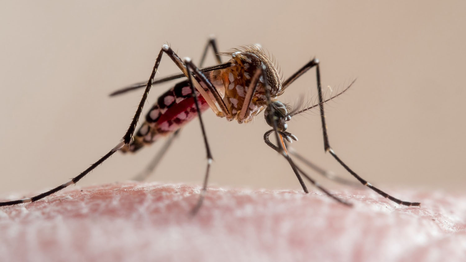 Getty mosquito 092126