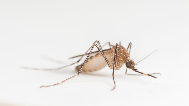 Mosquito 2 gty er 261014 1791995279835 hpmain 16x9